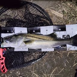 フッコ（マルスズキ）