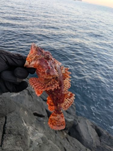 オニカサゴの釣果