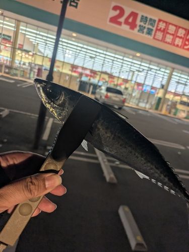 サバの釣果