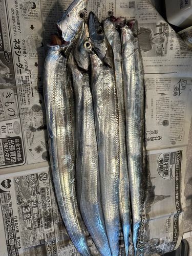 タチウオの釣果