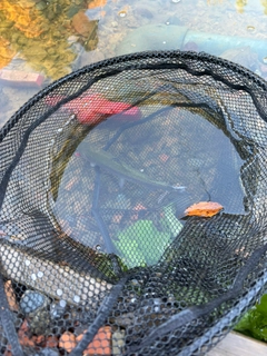 ニジマスの釣果