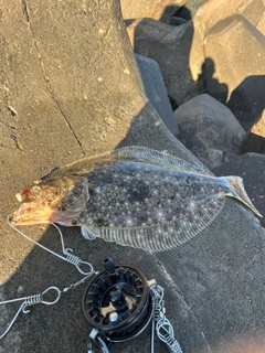 ヒラメの釣果