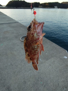カサゴの釣果