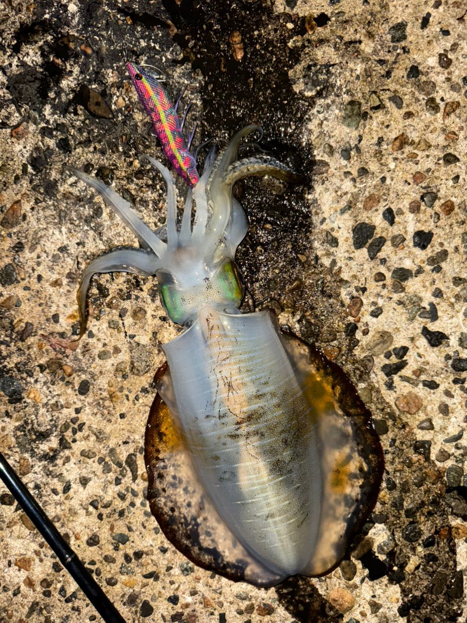 カリスタ 82ML TZ NANO 865_1_800.jpg?20150703171748