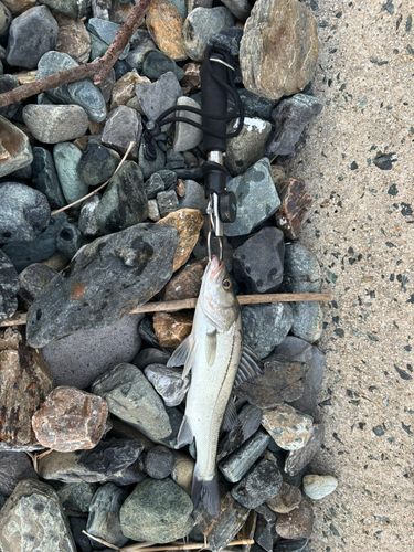 セイゴ（マルスズキ）の釣果