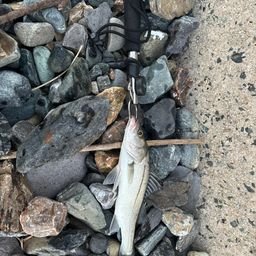 セイゴ（マルスズキ）