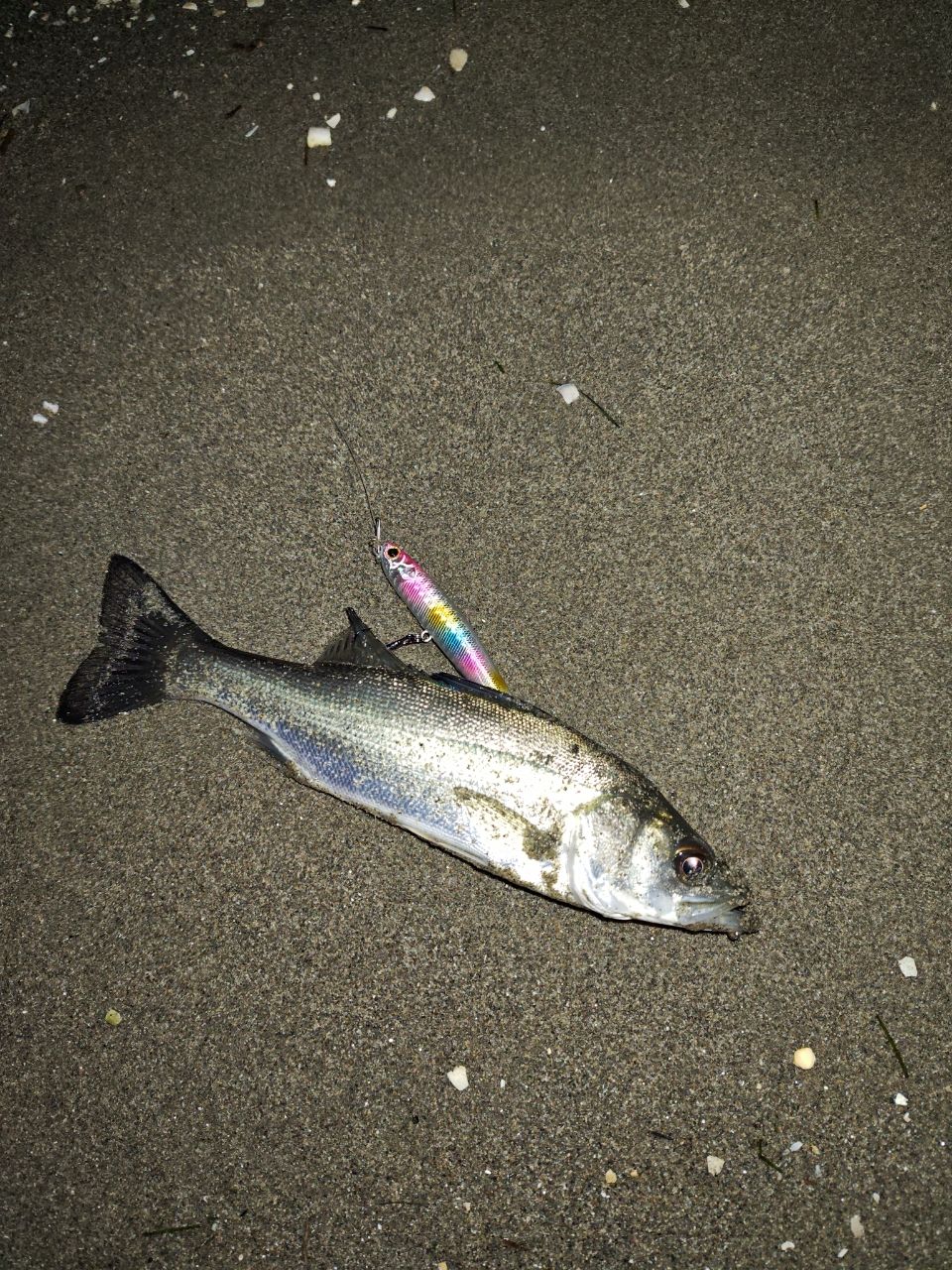 セイゴ（マルスズキ）