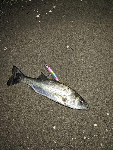 セイゴ（マルスズキ）の釣果