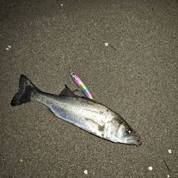 セイゴ（マルスズキ）