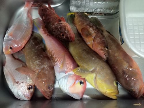 アオハタの釣果