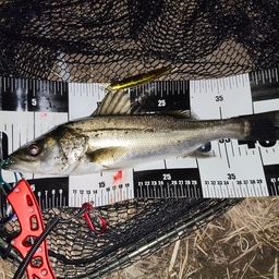 フッコ（マルスズキ）