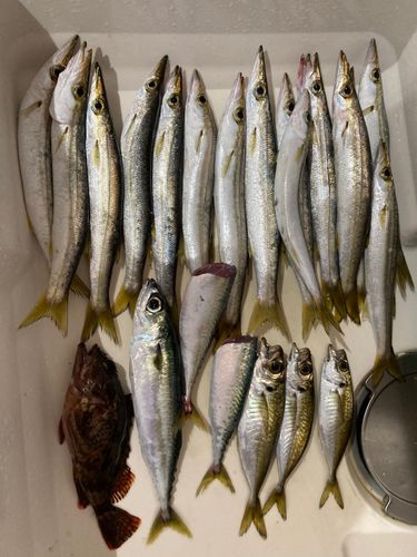 アカカマスの釣果