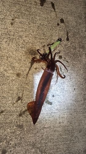 スルメイカの釣果