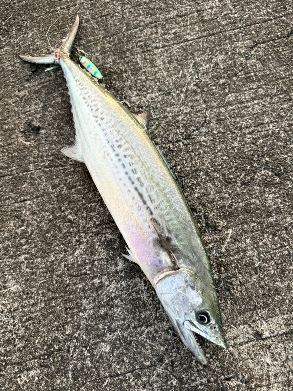 SHIMANO 23ネッサ リミテッド S110MH+の最安値・インプレ・釣果 | 本音