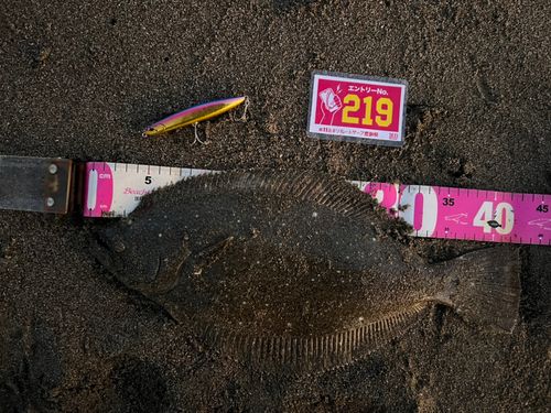 ヒラメの釣果