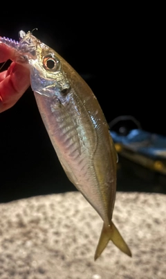マアジの釣果