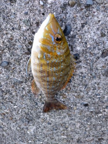 ハマフエフキの釣果