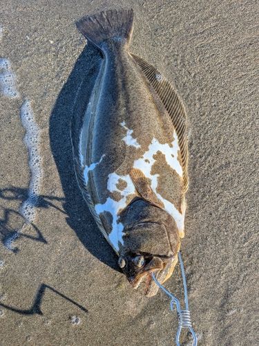 ヒラメの釣果