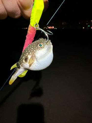 フグの釣果