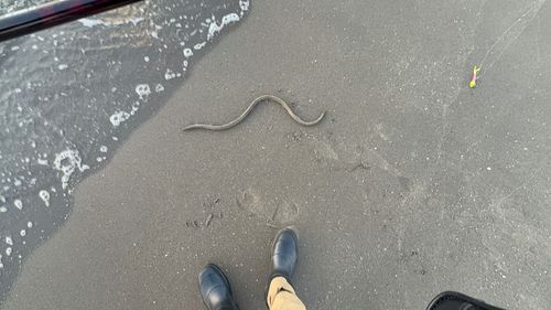 ダイナンウミヘビの釣果