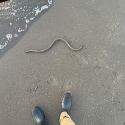 ダイナンウミヘビ