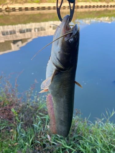 ナマズの釣果