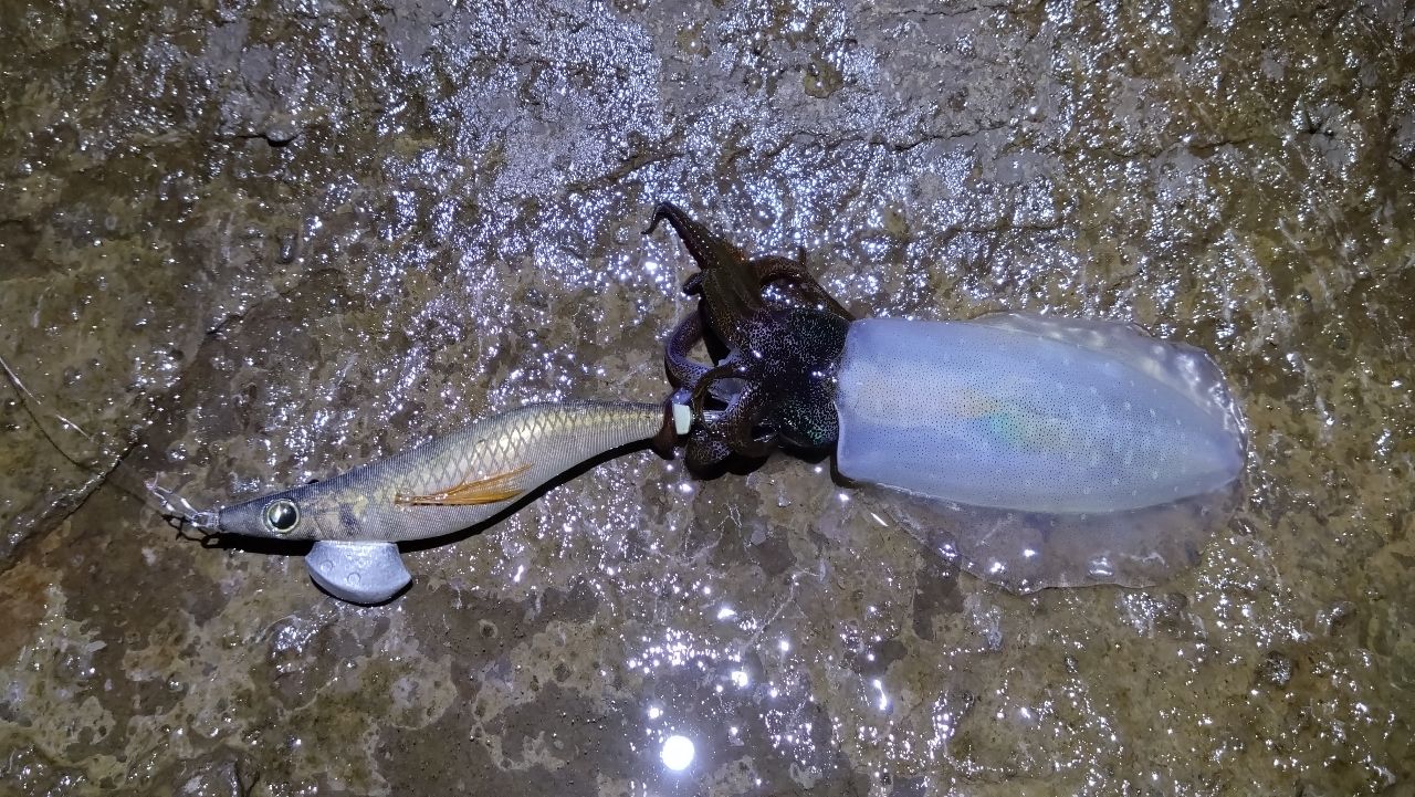 Gamakatsu 23ラグゼ EG X アルティメイト S77ML+-solidの最安値