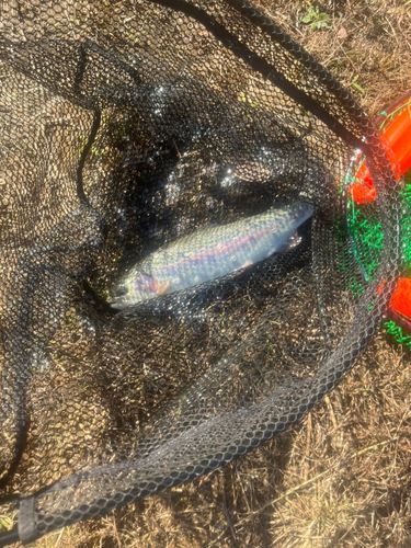 ニジマスの釣果