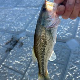 ラージマウスバス