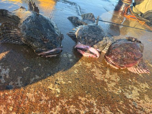 マカジカの釣果