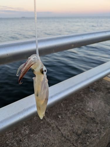 ヒイカの釣果