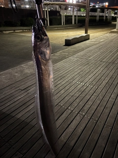 タチウオの釣果