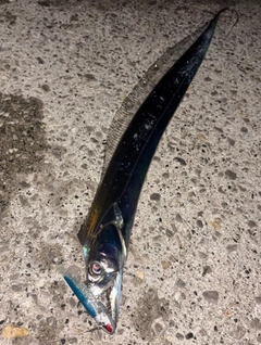 タチウオの釣果