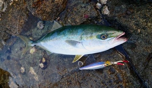 ブリの釣果