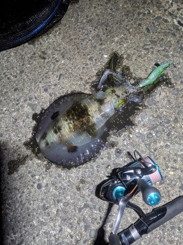 アオリイカの釣果