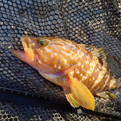 キジハタの釣果