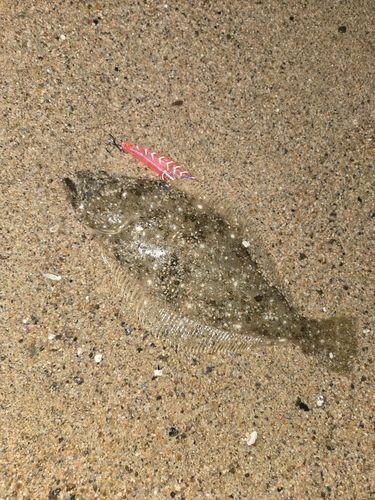 天神川河口（鳥取）