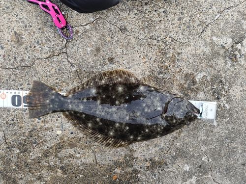ヒラメの釣果
