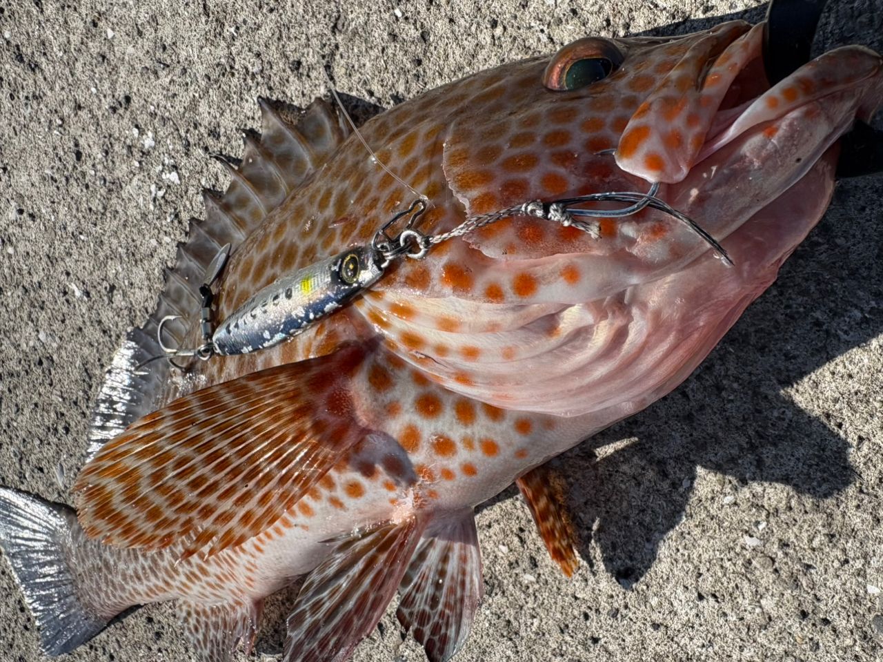SHIMANO 23ディアルーナ S80MHの最安値・インプレ・釣果 | 本音の