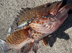 オオモンハタの釣果