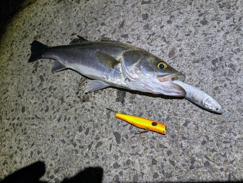 シーバスの釣果