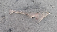 カスザメの釣果