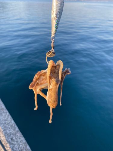 マダコの釣果