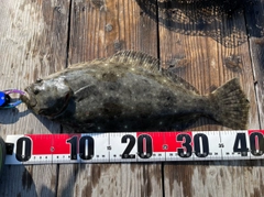 ヒラメの釣果