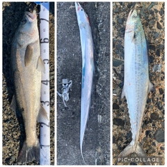 マルスズキの釣果