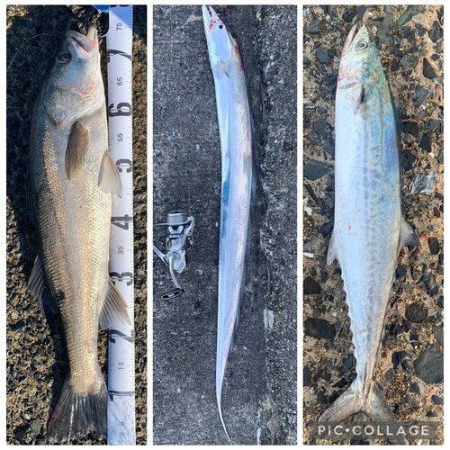 マルスズキの釣果