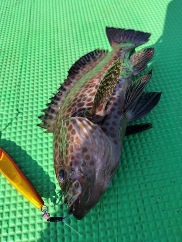 オオモンハタの釣果