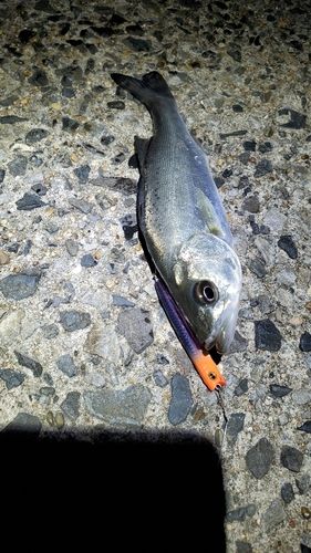 セイゴ（マルスズキ）の釣果