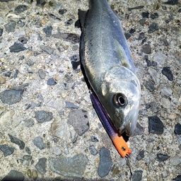 セイゴ（マルスズキ）