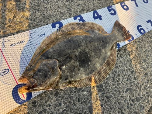 ヒラメの釣果
